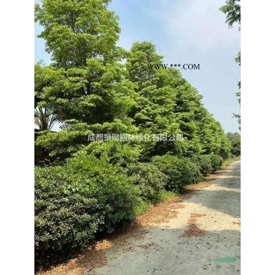 工地綠化喬木樂昌含笑大量供應 基地低價批發 出售樂昌含笑