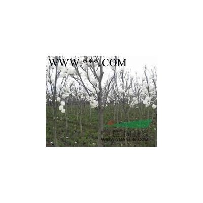 目前高5米6米8米棕櫚報價