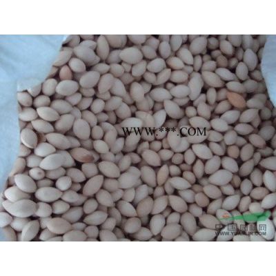 優(yōu)質精品樂昌含笑米徑1 2 3 4 5 6公分 有意購買歡迎