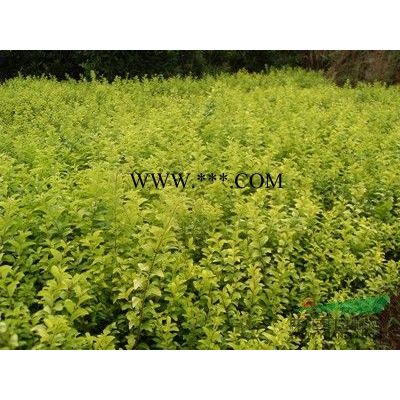 供應湖南夾竹桃、木芙蓉、海桐、樂昌含笑