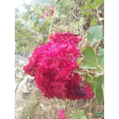 江西樂昌含笑2到20公分信息