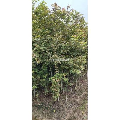 大小規格江西九江樂昌含笑基地