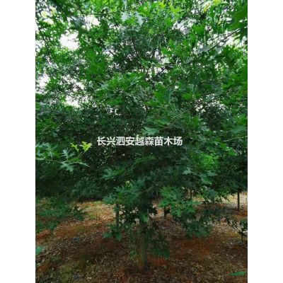 供應大量紅葉石楠石楠4一6公分