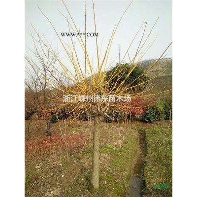 紅葉石楠柱 2017紅葉石楠柱價格/報價