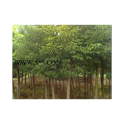 紅葉石楠球，2米紅葉石楠球，高干紅葉石楠球，3米石楠球