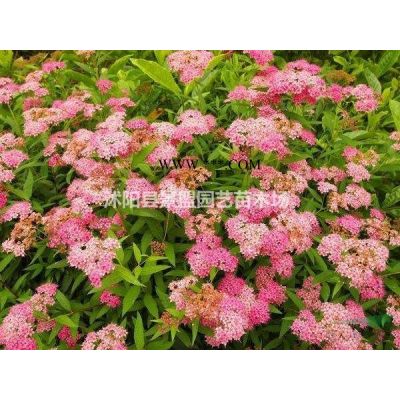 紅葉石楠苗哪里*便宜*新什么價(jià)格