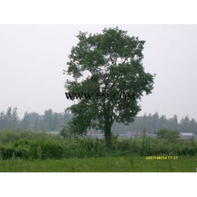 供應8-12公分高桿紅葉石楠(產地合肥）