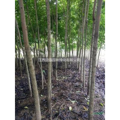 紅葉石楠色塊杯苗，紅葉石楠色塊地苗