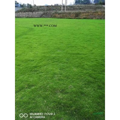 紅葉石楠球120公分