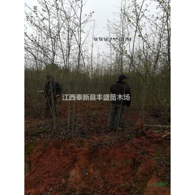 供應(yīng)8公分紅葉石楠、10公分紅葉石楠價(jià)格、12公分紅葉石楠