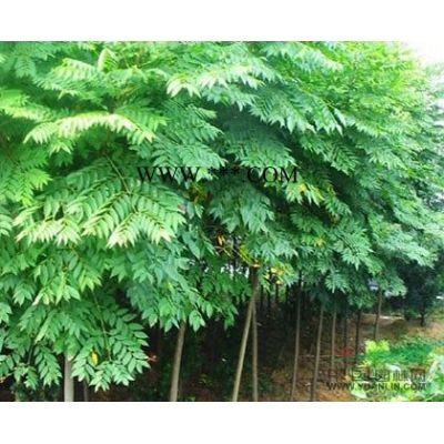 南京本石楠、土石楠、欏木石楠直銷