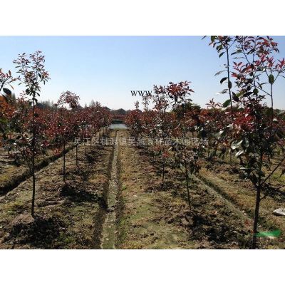 江蘇高桿紅葉石楠介紹