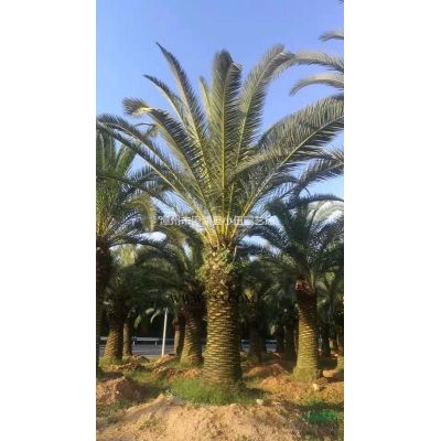 福建羅漢松，*羅漢松