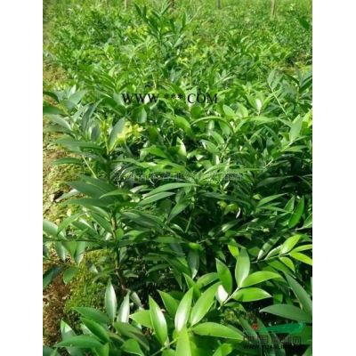 羅漢松種子 江西羅漢松種子