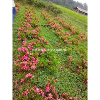 出售羅漢松樹苗 出售羅漢松綠化苗  羅漢松還未造型的樹出售