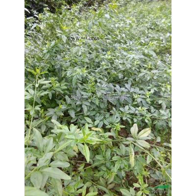 湖南造型羅漢松3介紹