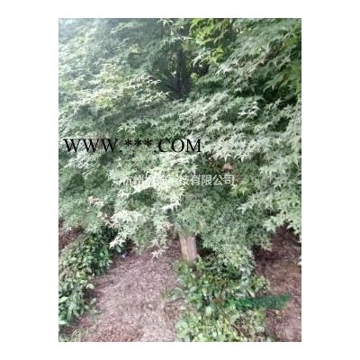供應(yīng)樂(lè)昌含笑精品苗8-22公分出售