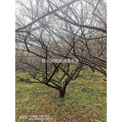 浙江供應樂昌含笑8-10公分