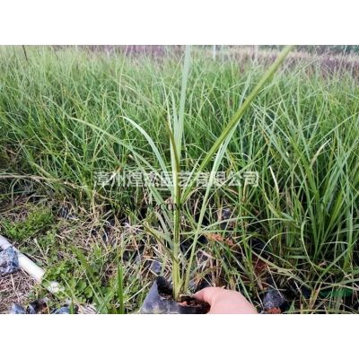 大小規(guī)格福建華盛頓棕櫚 漳州華盛頓棕櫚農(nóng)戶基地