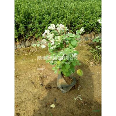 紅葉石楠球 福建新報價  基地直銷 價格實惠