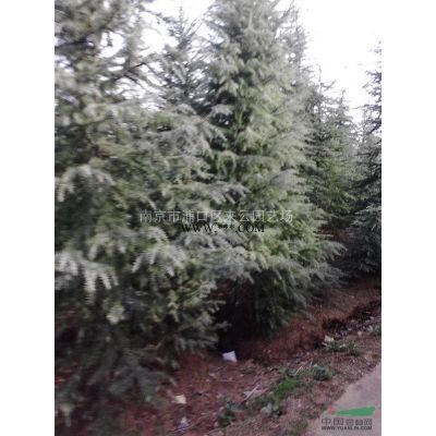 棕櫚產地直銷---棕櫚1米2米3米價格更新