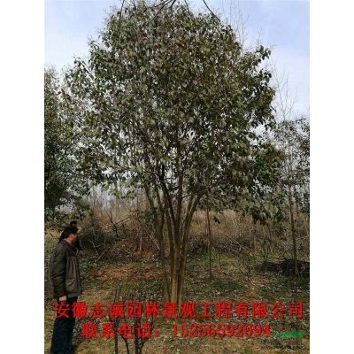 各種規(guī)格占地苗征收苗，紫薇，桂花，大葉女貞，三角楓，石楠，香