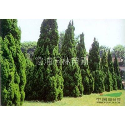 棕櫚價(jià)格 江蘇棕櫚價(jià)格 2013年棕櫚價(jià)格*新報(bào)價(jià)