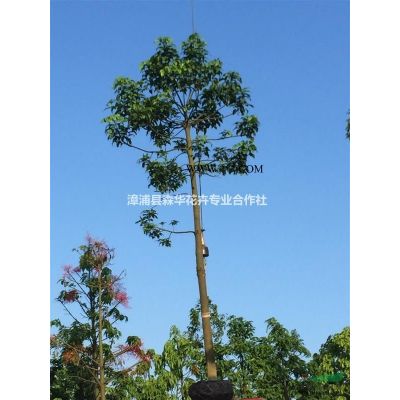 老人葵、華棕、華盛頓棕櫚