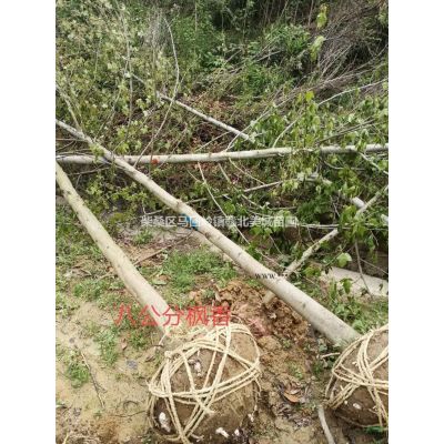 江西九江80公分石楠小毛球基地