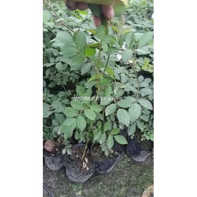 成都溫江紅葉石楠大杯苗40*30自產自銷價格便宜