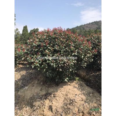 急賣紅葉石楠球