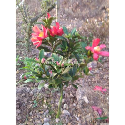 造型欏木石楠*新價(jià)格/造型欏木石楠報(bào)價(jià)