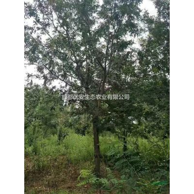 成都哪里紅葉石楠球價格低便宜1米1.5米2米