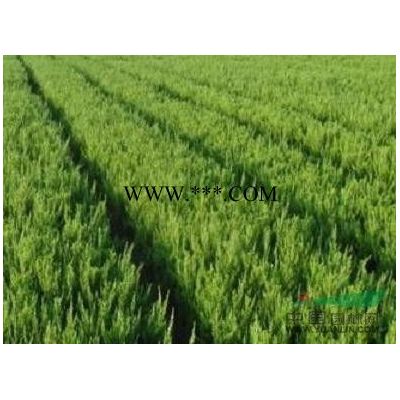 紅葉石楠，紅葉石楠苗，綠化紅葉石楠，批發(fā)紅葉石楠