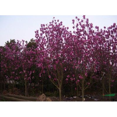 紅葉石楠球價格/紅葉石楠球價格補充