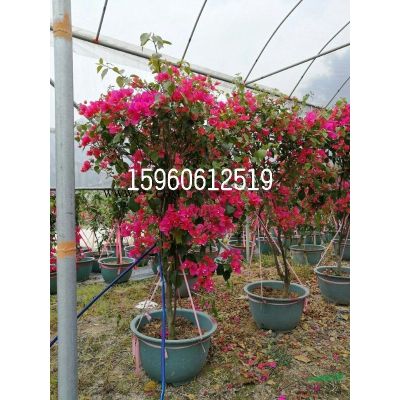 羅漢松價格 精品造型羅漢松批發 高度220 冠130 價格650元