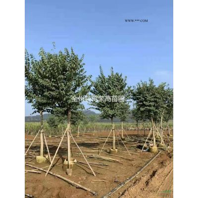 桂林地區大量低價供應橘子樹/橘子樹/香泡樹/香櫞/胡柚