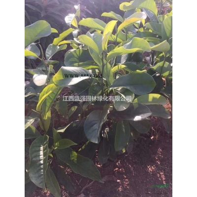 羅漢松小苗80-120公分高，2年羅漢松小苗