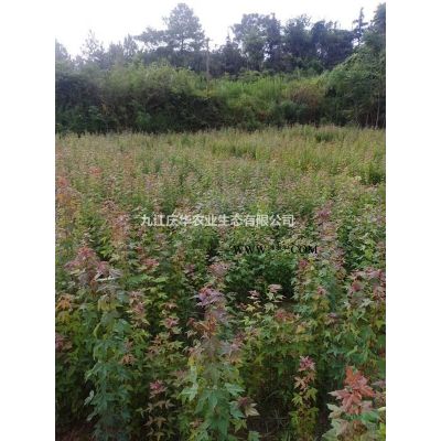 羅漢松小苗的用途和價值 羅漢松的栽培技巧