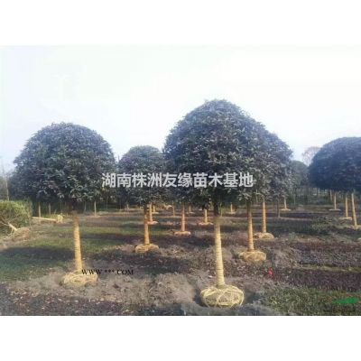 庭院羅漢松價格，庭院配景羅漢松價格，懸崖羅漢松價格，臨水羅..