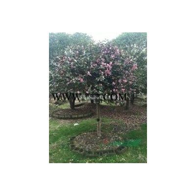 造型羅漢松精品羅漢松樹精品造型羅漢松