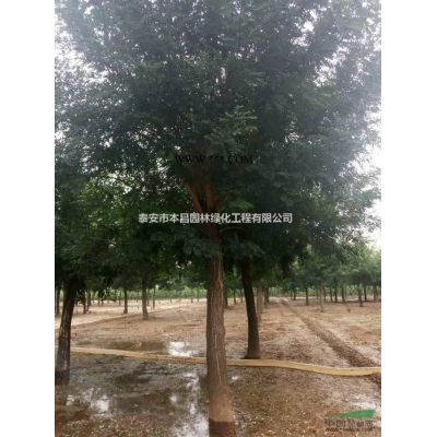 龍柏泰安龍柏球，泰安龍柏價格，泰安本昌園林供應泰安龍柏