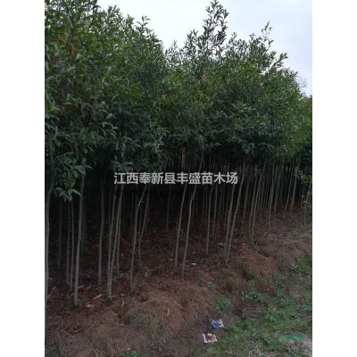 直銷(xiāo)3公分4公分5公分6公分7公分8公分9公分10公分羅漢松