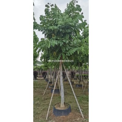 廣東供應羅漢松塔型  揭陽羅漢松塔型規格*