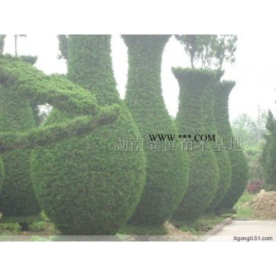 楊梅，法國冬青，柚子樹，枇杷，香泡