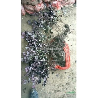 精品造型龍柏柱子
