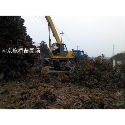 3米高龍柏價(jià)格