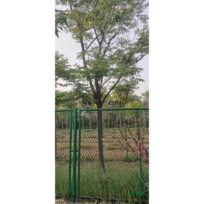 河南紅葉石楠價格 專業的紅葉石楠基地實拍  河南紅葉石楠小苗