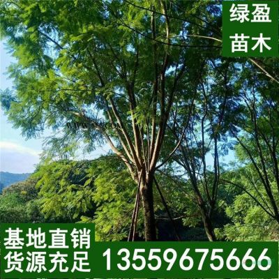 老人葵 華盛頓棕  假植苗 移栽苗 棕櫚樹