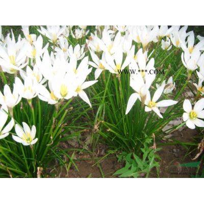 棕櫚價(jià)格/棕櫚信息